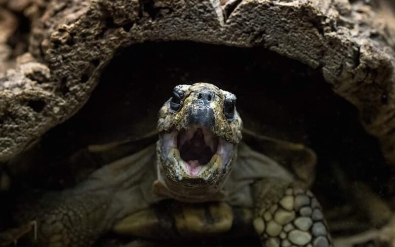 TRAGEDY!!! Outrage over death of 19 villagers after eating tortoise