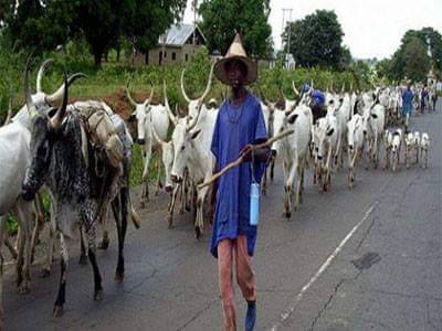 HELP!!! See The Number of Fulani Herdsmen, Cows,  Missing In Anambra After Attack 