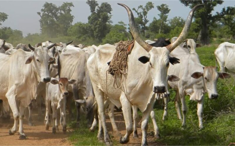 BOOM!!! Fulani Herdsmen Flee As Civil Defence Arrests Nine Cows In Ekiti