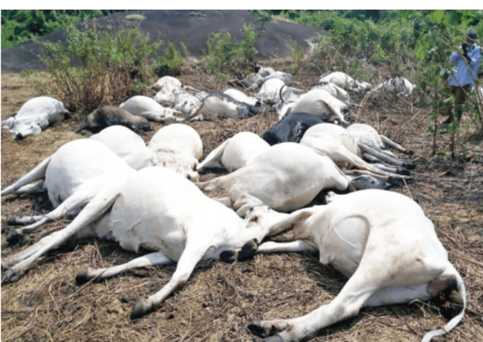 Military Gunships ‘Kill’ Over 1,000 Cows In Nasarawa, Fulani Herdsmen Fingers Gov. Ortom