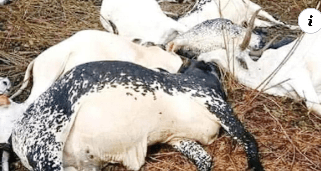 Military Gunships ‘Kill’ Over 1,000 Cows In Nasarawa, Fulani Herdsmen Fingers Gov. Ortom