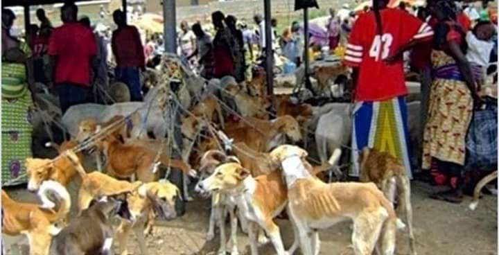 WAHALA!!! Thousands Sign Petition To Stop Nigerians From Eating Dogs