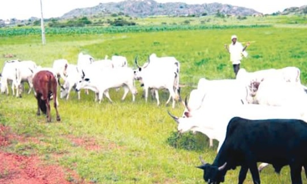 Abuja originally a grazing reserve, anti-open grazing law is satanic, herders going nowhere – Miyetti Allah