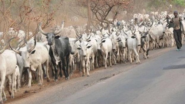 Mayetti Allah reacts to anti- open grazing law, says a cow may cost N2m