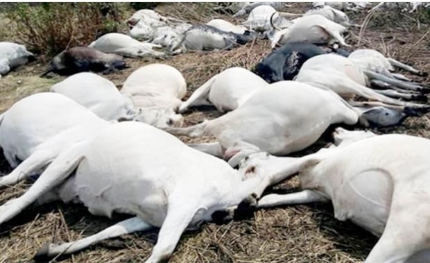 1500 cows killed in air strike in Taraba
