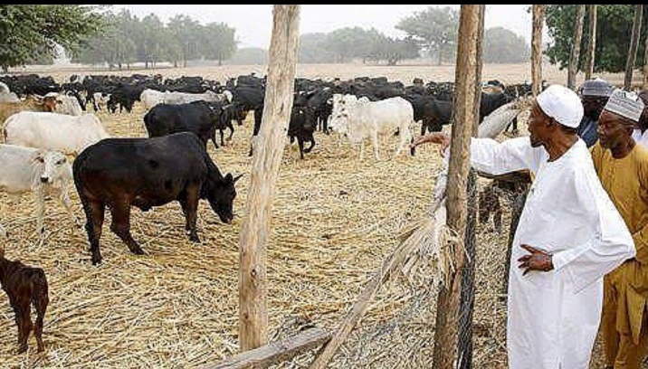 Buhari Values His Cows Than 42 Sokoto Passengers Burnt To Death By Bandits, Says Auta